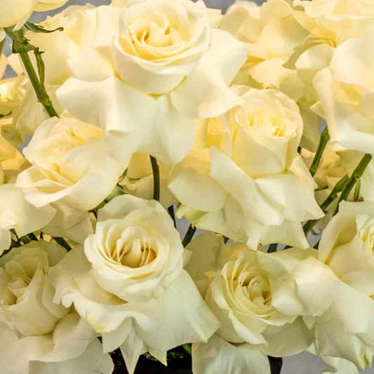 Fujairah | Patriotic Elegance