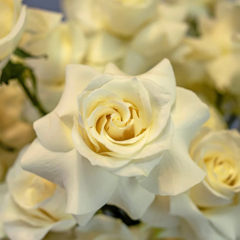 Fujairah | Patriotic Elegance