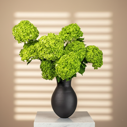 Ajman | Patriotic Freshness