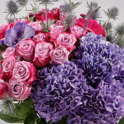 Willow | Vibrant Elegance