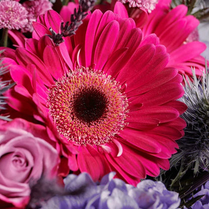 Willow | Vibrant Elegance