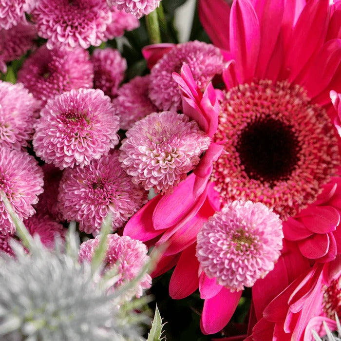 Willow | Vibrant Elegance