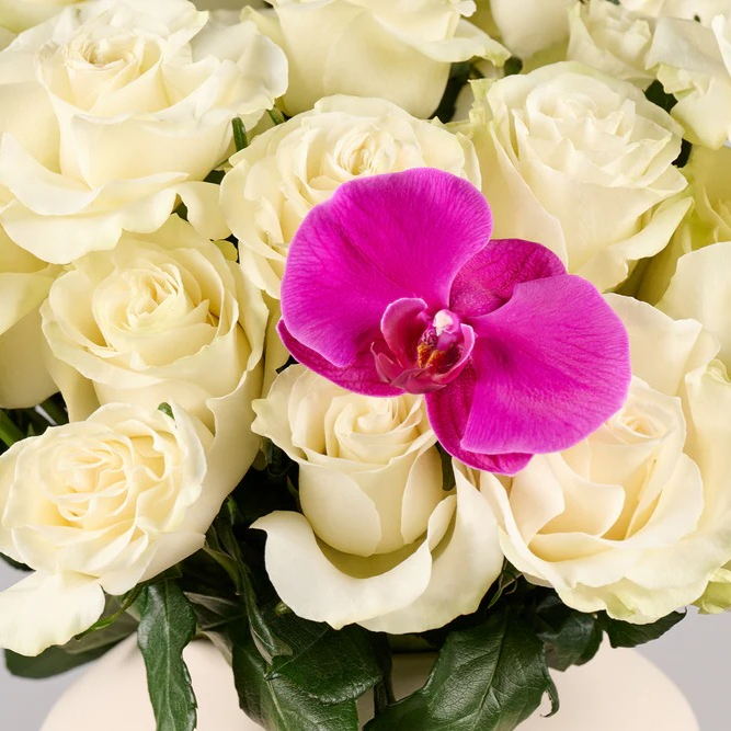 White Petal Delight | Pure Elegance