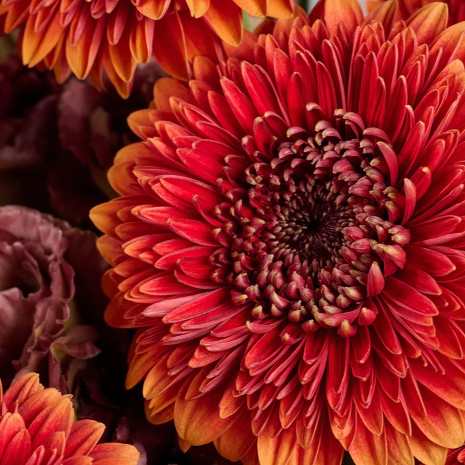 Auburn Whisper | Earthy Elegance