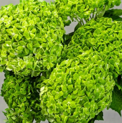 Ajman | Patriotic Freshness