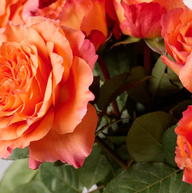 Orange Glow | Vibrant Elegant Bouquet